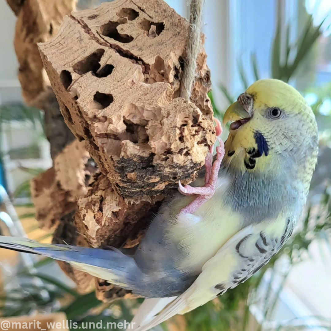 Knabberkette für Vögel