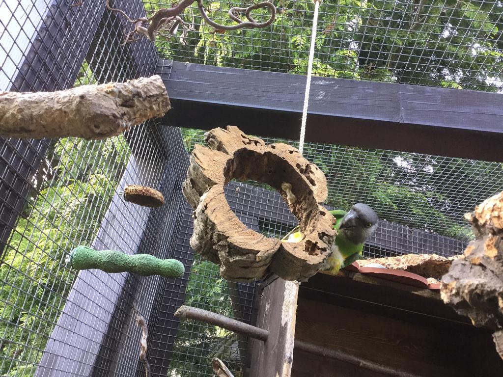 Ring aus Naturkork-Rinde zum Schaukeln und Anknabbern für Vögel