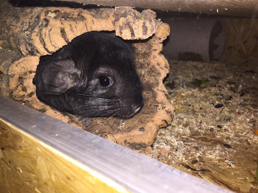 Kork-Röhre für Chinchillas