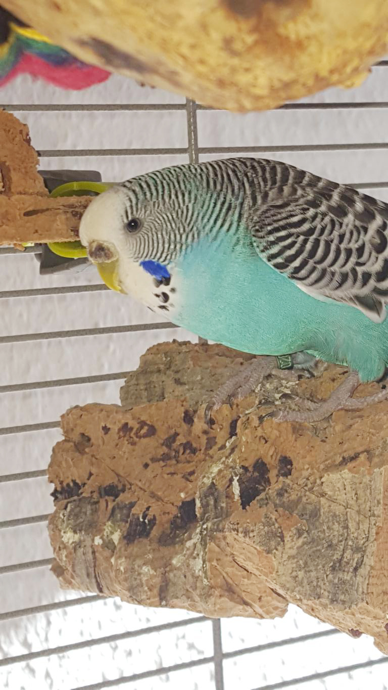 großes Vogel-Sitzbrett aus der Rinde des Korkbaums