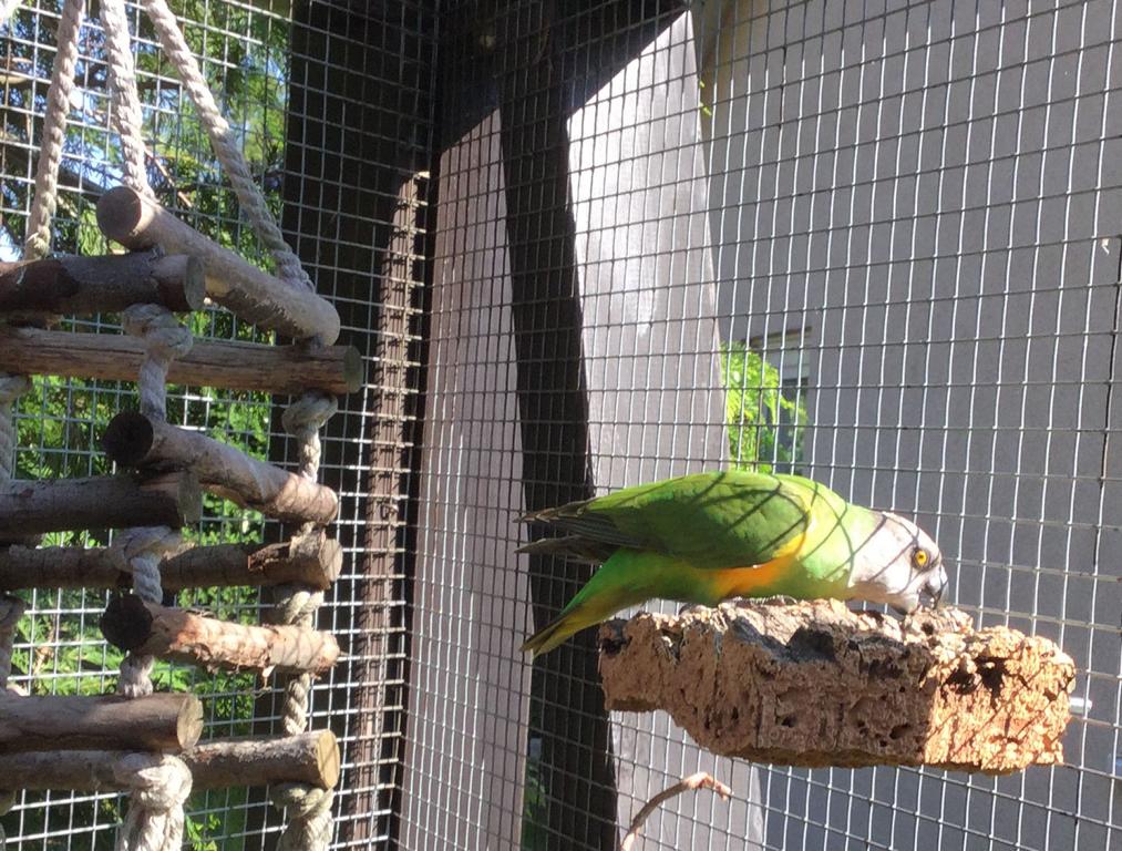 Sitzbrettchen Kork Voliere Vögel
