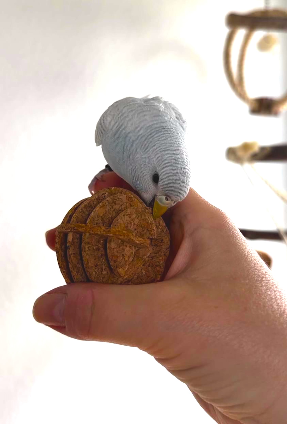Eine tolle Beschäftigung mit dem Korkball für Vögel