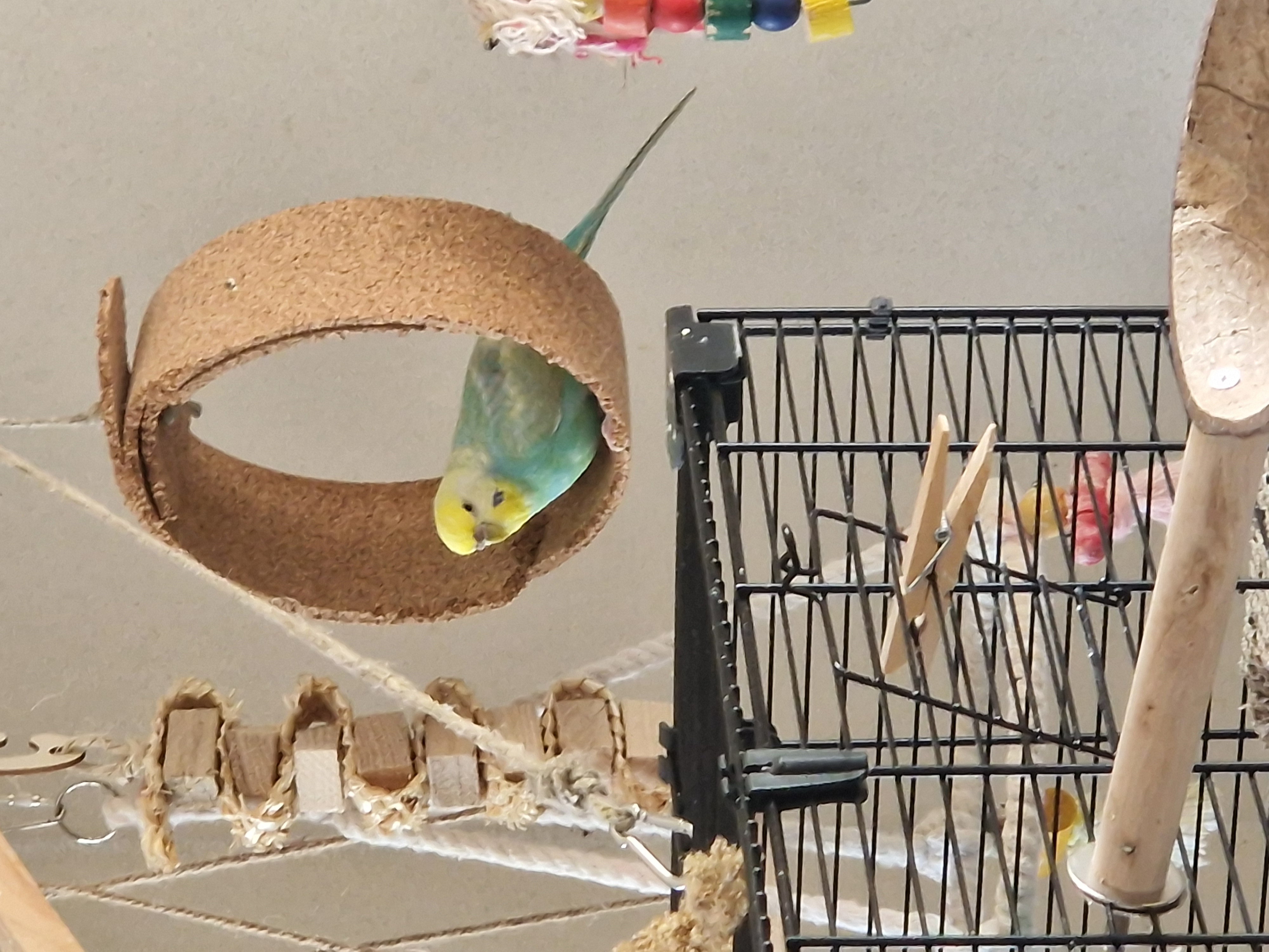 Runde Vogel-Schaukel zum Spielen, Sitzen und Anknabbern | Vogelspielzeug aus Kork