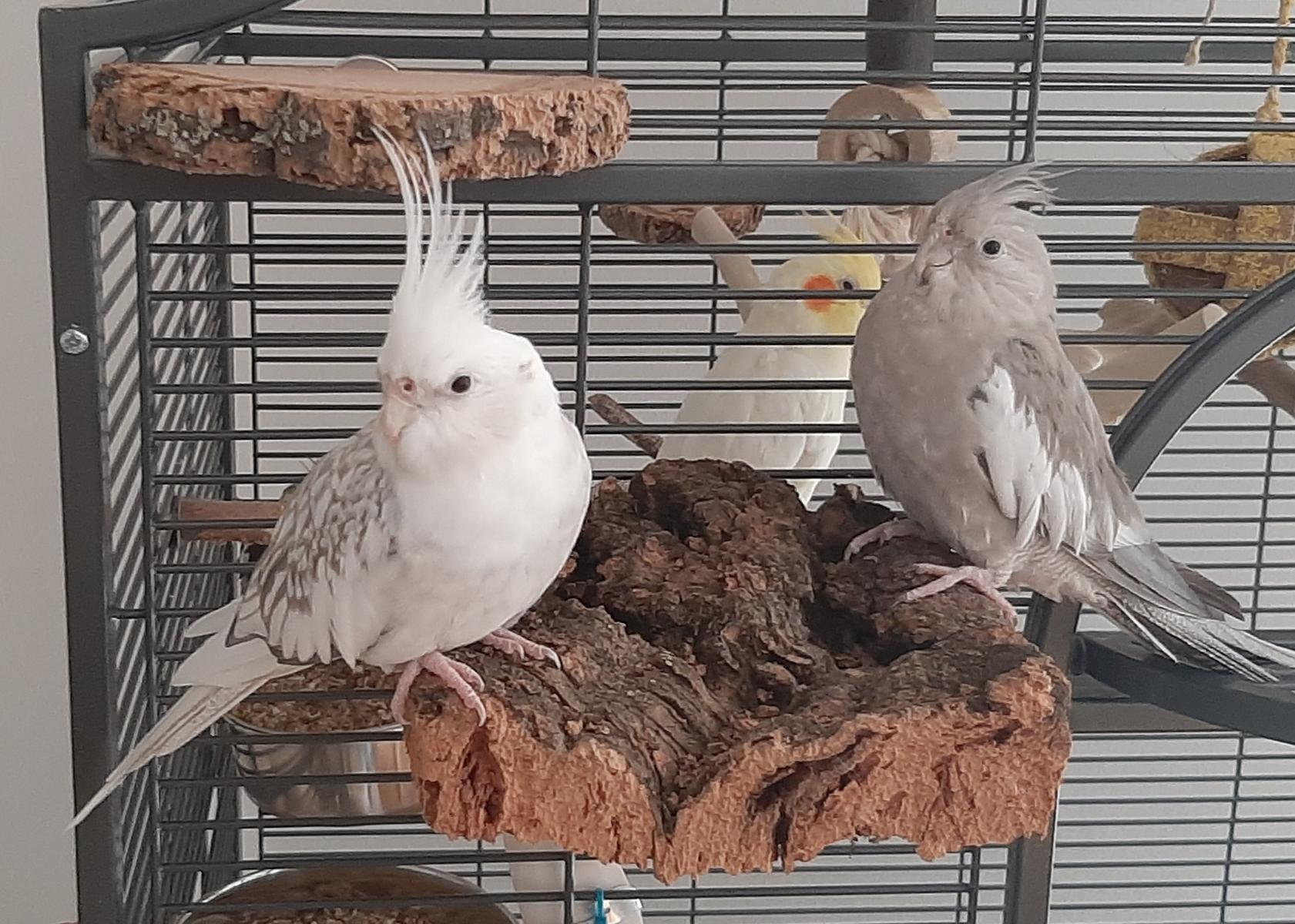 Vogel Sitzbrett aus Kork-Rinde