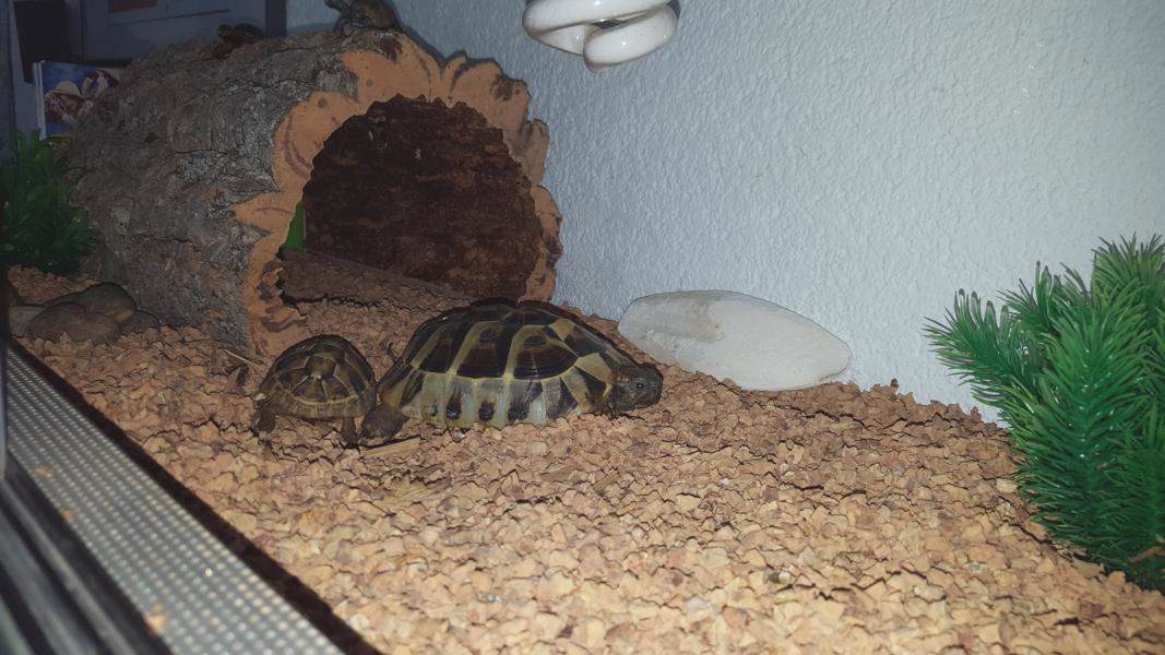 Kork-Tunnel Unterschlupf für Schildkröten