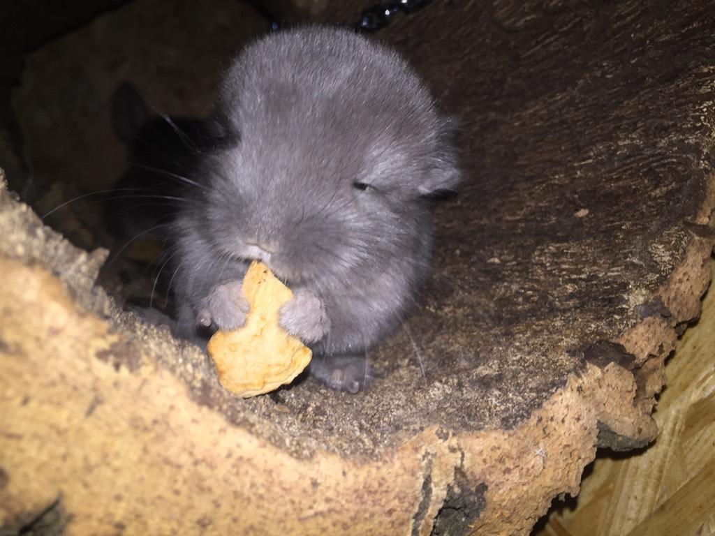 Chinchilla in Korkröhre
