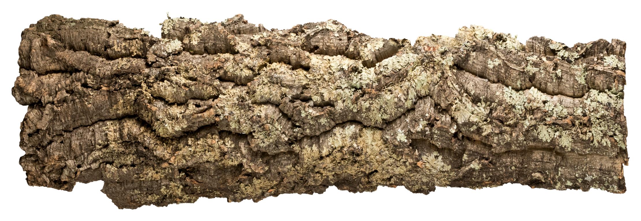Korkrinde Stück 100x30 cm kaufen (Naturkorkrinde für Terrarium und Nagetier)