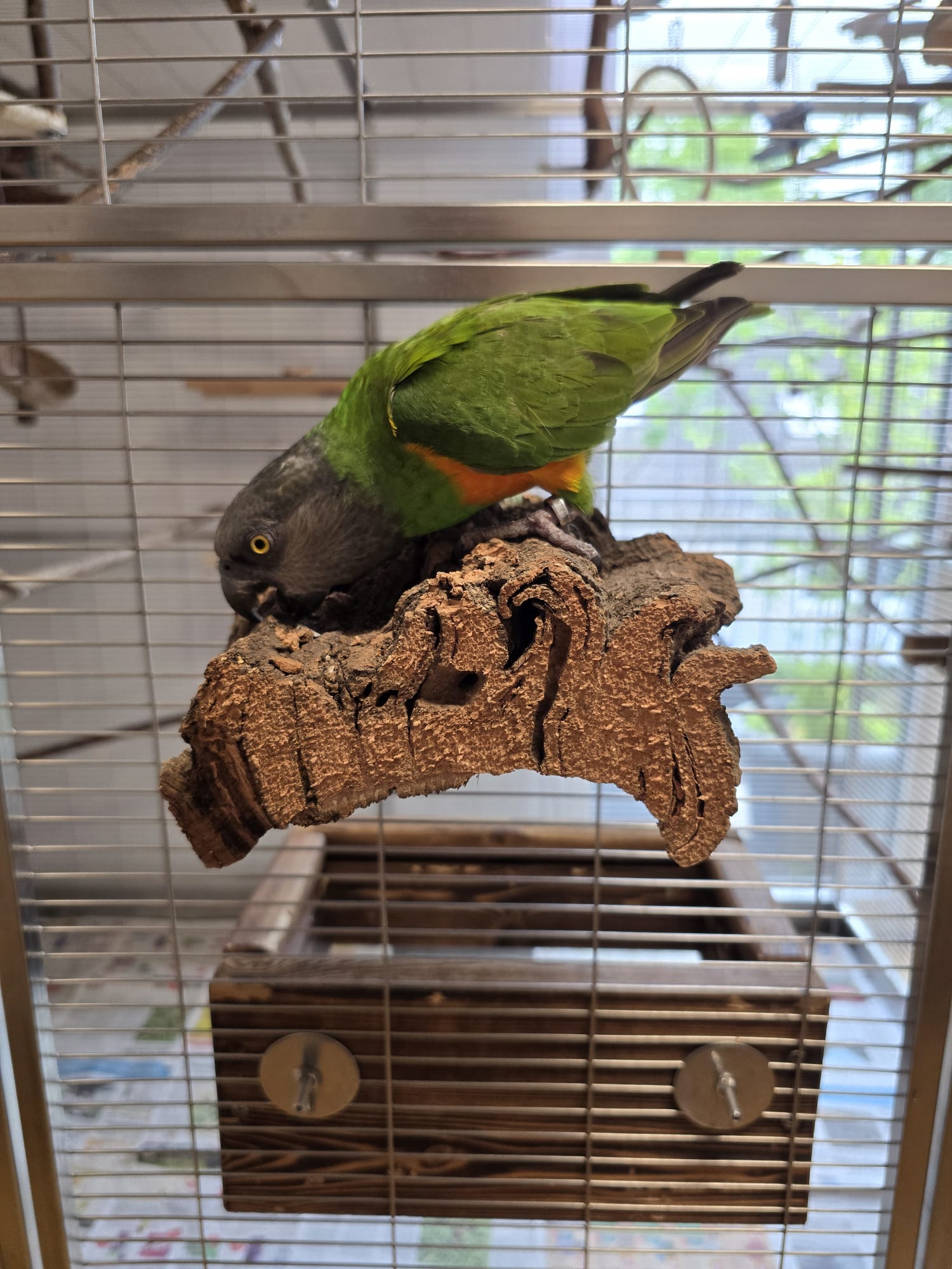 Großes Vogel-Sitzbrettchen aus Naturkork-Rinde