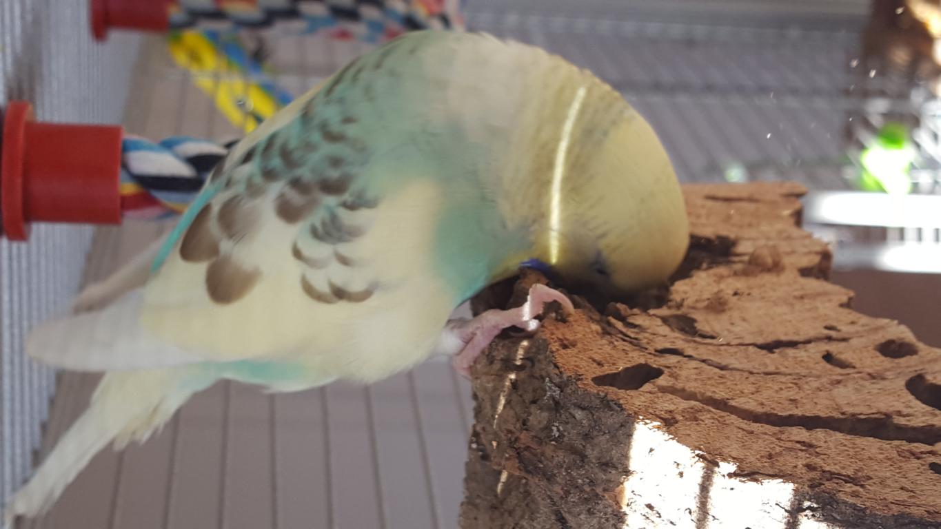 Knabberspaß aus Kork für kleine Vögel