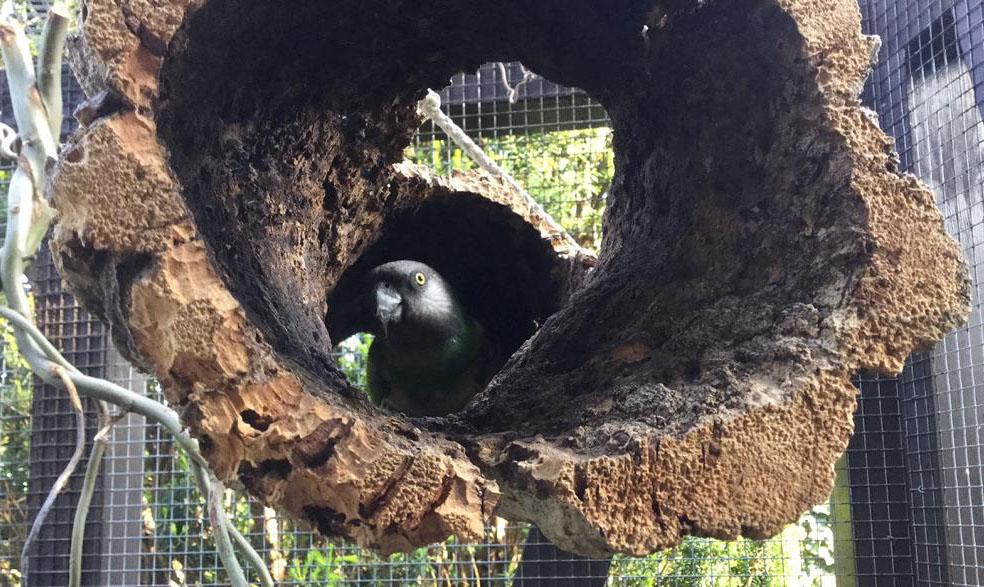 Kleine Korkröhre für Vögel zum Knabbern, Spielen und Verstecken