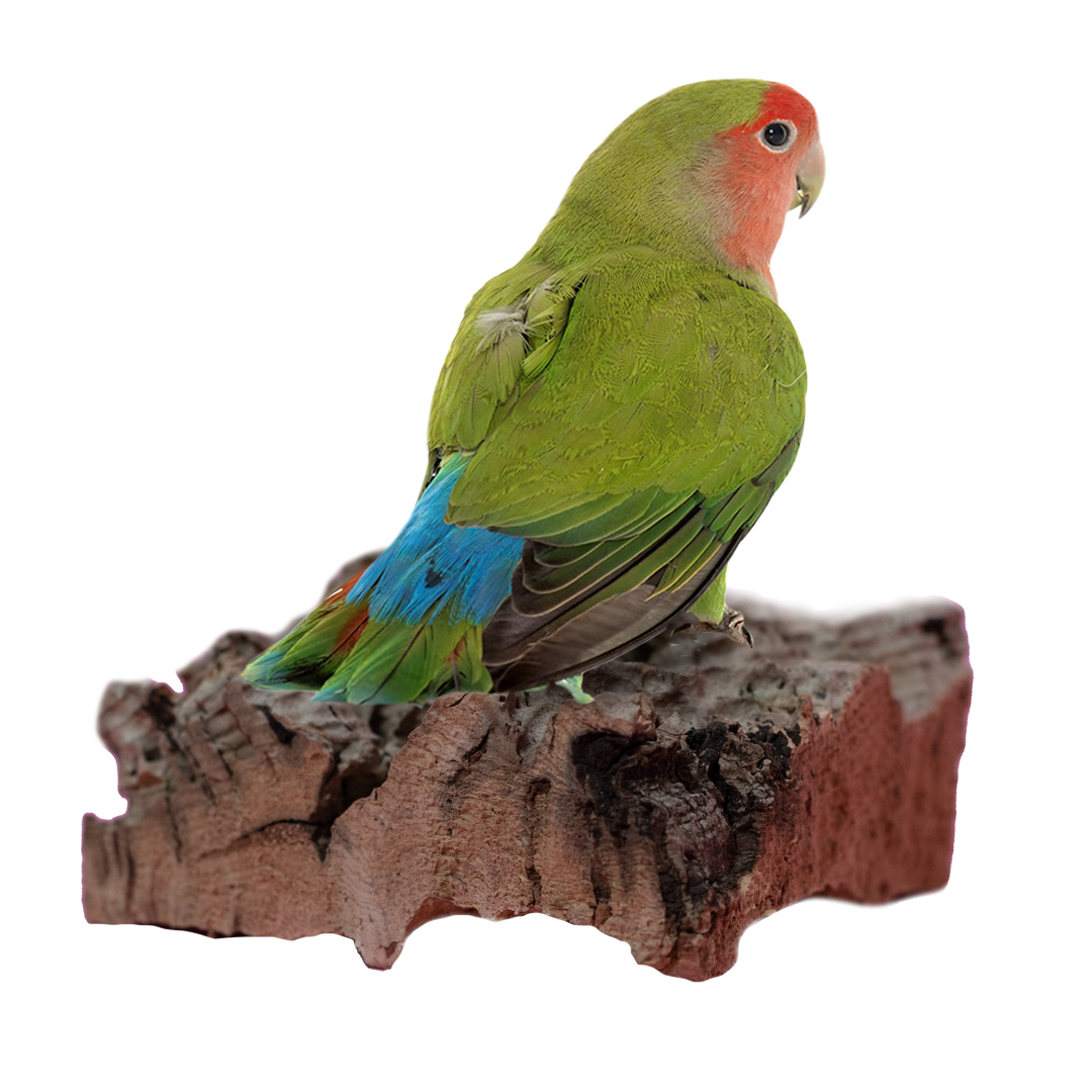 Vogelsitzbrett aus Korkrinde