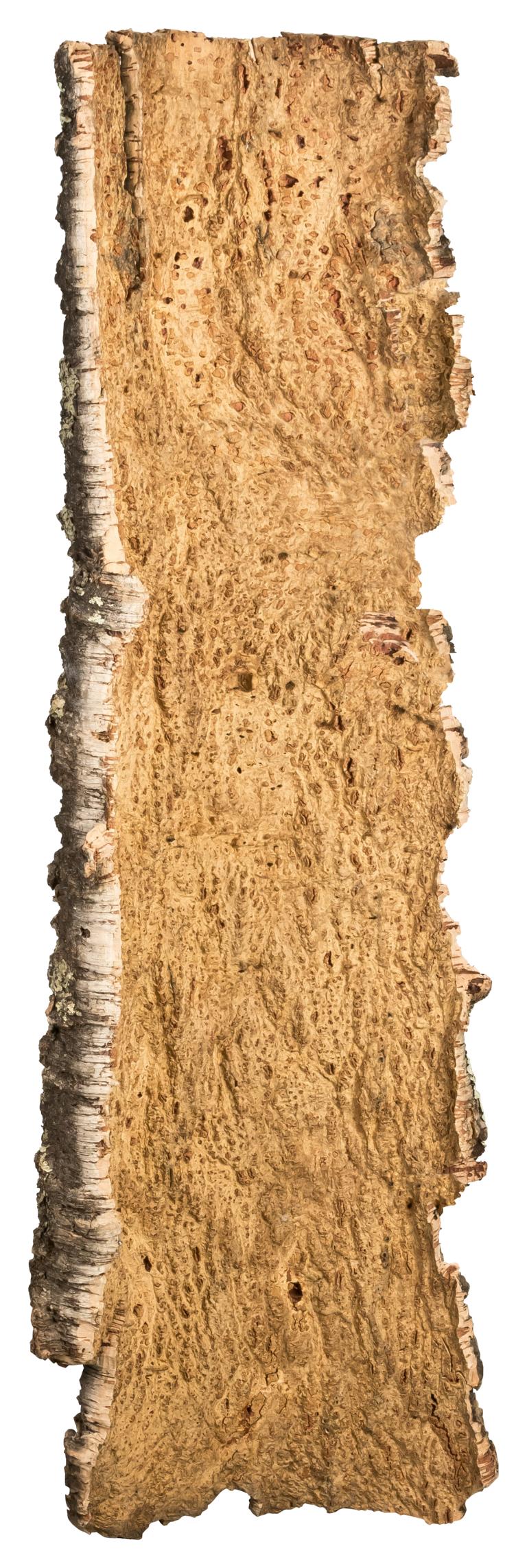 sehr große Kork-Rinde kaufen 100 cm (XXL)