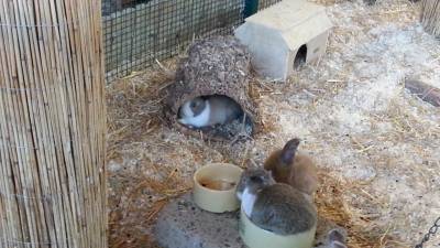 Breite Korkröhre für Kaninchn kaufen