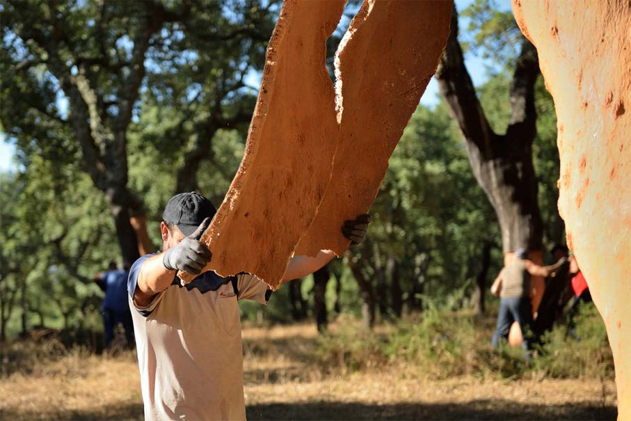 Mann schält Korkrinde vom Baum