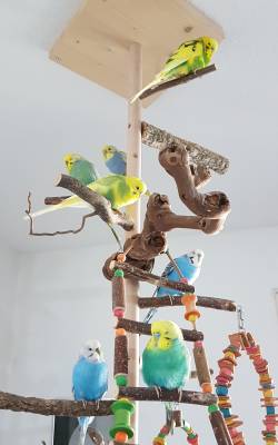 Sitzstangen Idee für Vögel aus Kork
