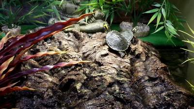 Korkrinde als Sonnenplatz für Schildkröten