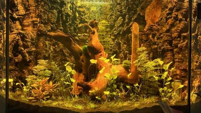 Flache Korkrinde-Stücke als Rückwand im Aquarium